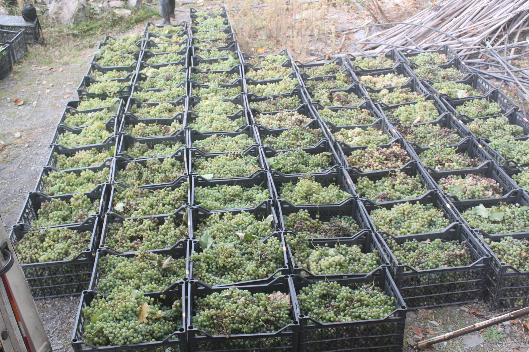 Harvest in Nigazeuli