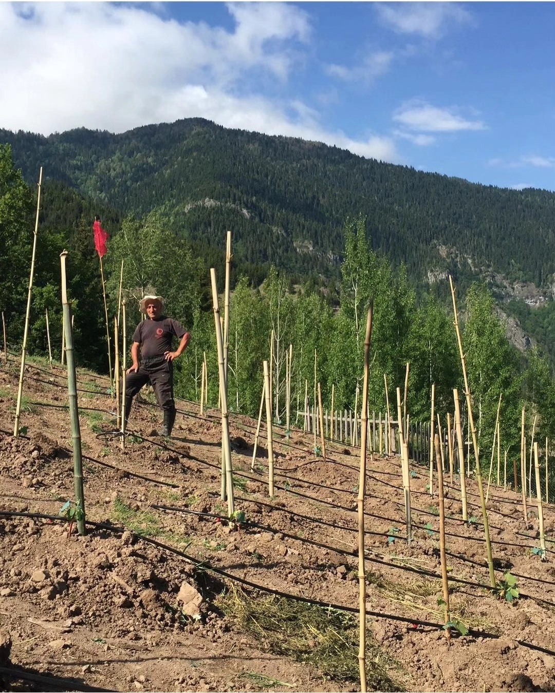 Khimshiashvili vineyard — the land the family tends